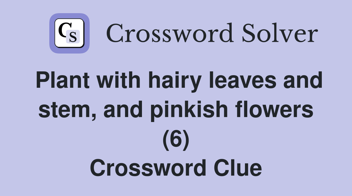 Plant with hairy leaves and stem, and pinkish flowers (6) Crossword Clue