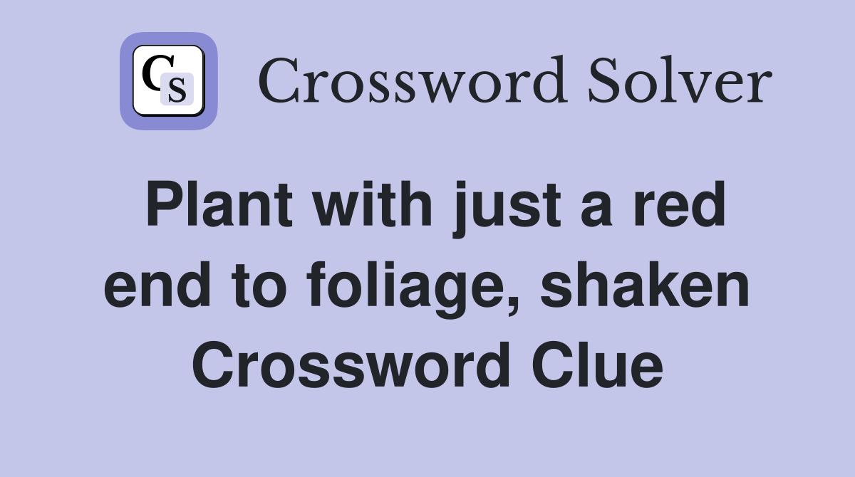 Plant with just a red end to foliage, shaken Crossword Clue