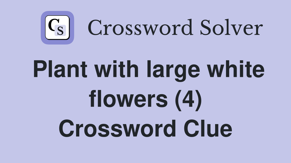 Plant with large white flowers (4) Crossword Clue