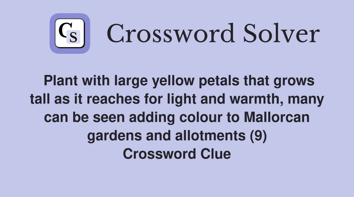 Plant with large yellow petals that grows tall as it reaches for light and warmth, many can be seen adding colour to Mallorcan gardens and allotments (9) Crossword Clue