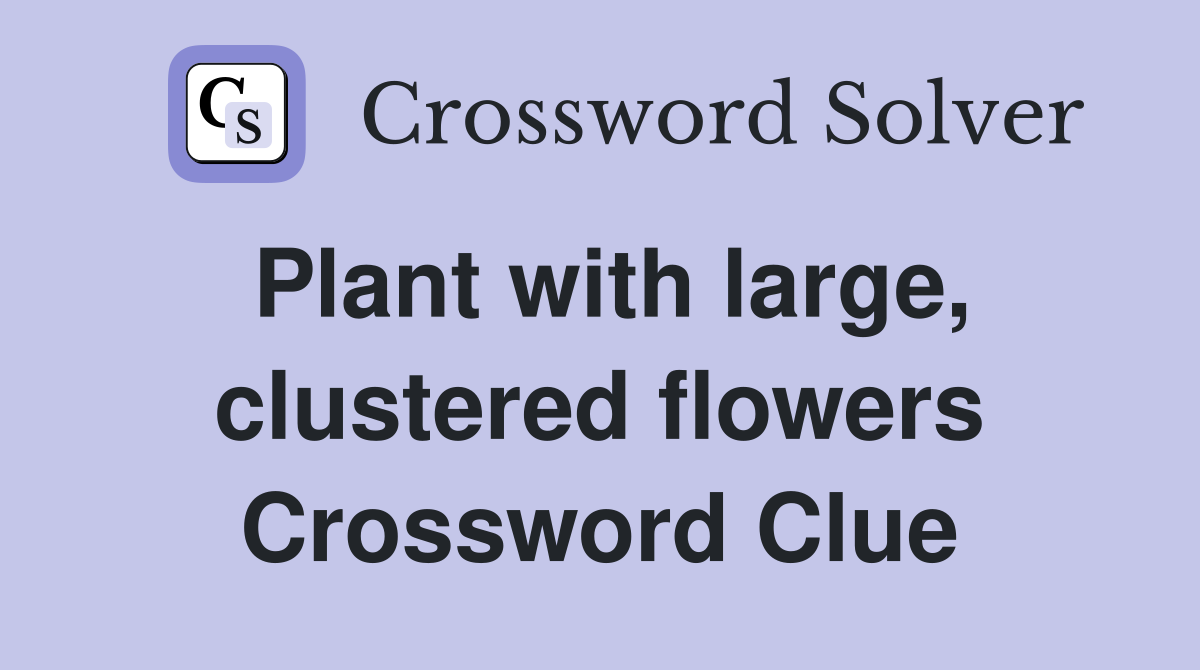 Plant with large, clustered flowers Crossword Clue