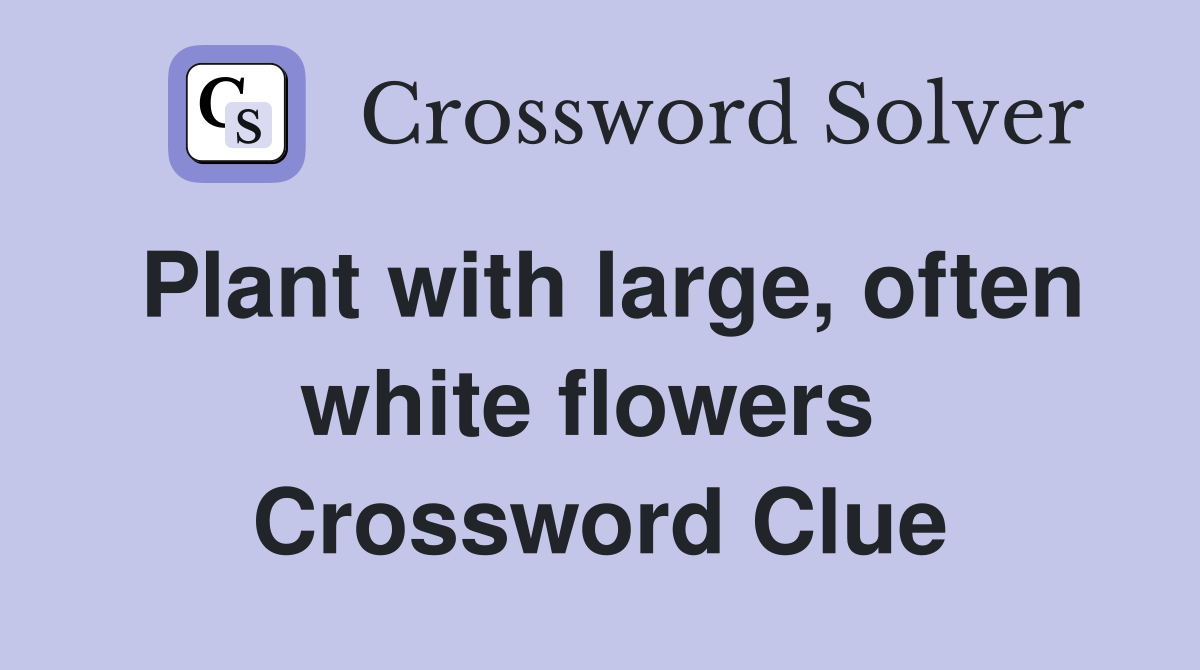 Plant with large, often white flowers  Crossword Clue