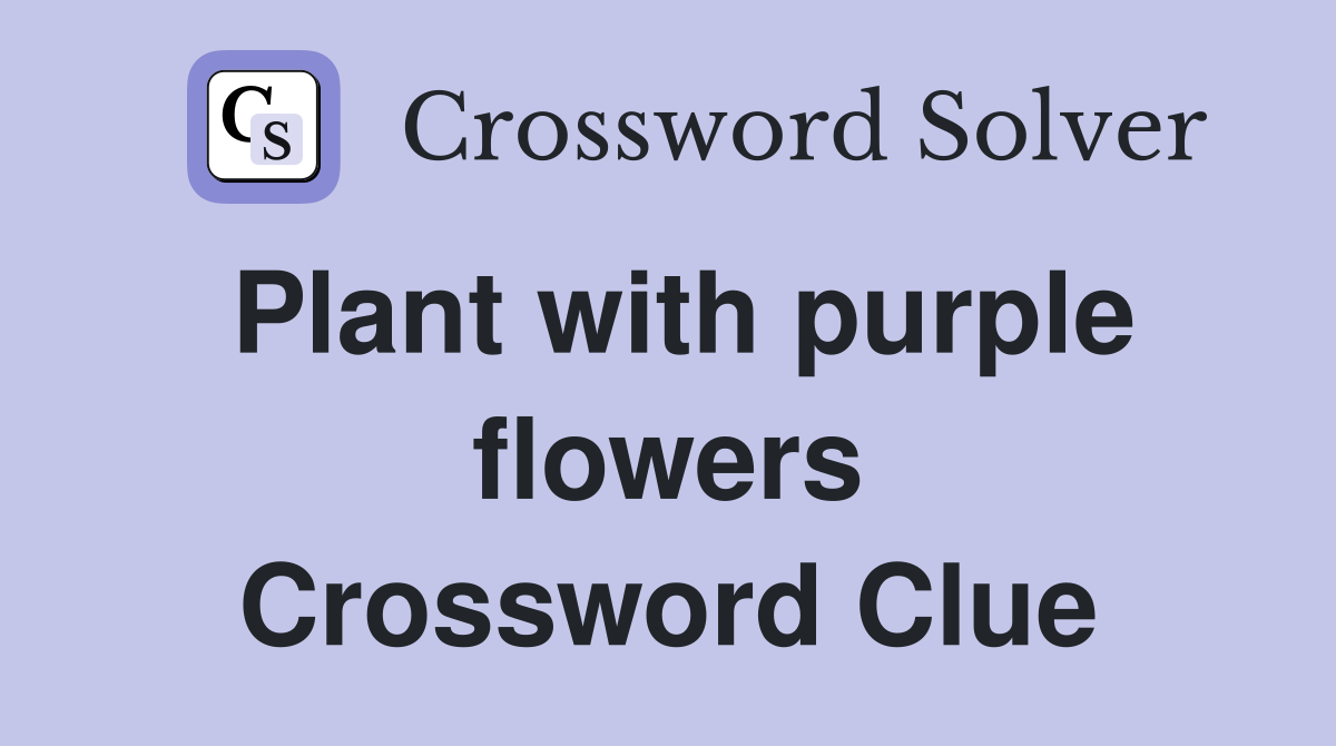 Plant with purple flowers Crossword Clue
