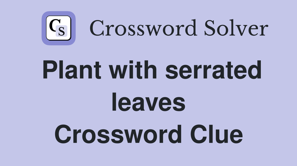 Plant with serrated leaves Crossword Clue