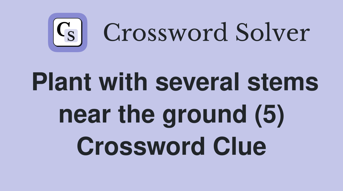 Plant with several stems near the ground (5) Crossword Clue