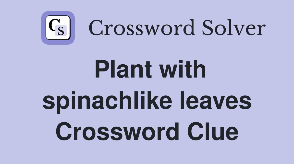 Plant with spinachlike leaves Crossword Clue