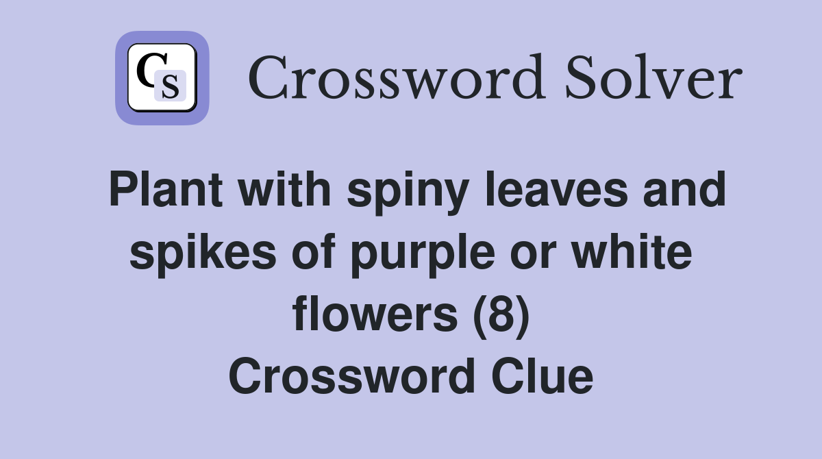 Plant with spiny leaves and spikes of purple or white flowers (8) Crossword Clue