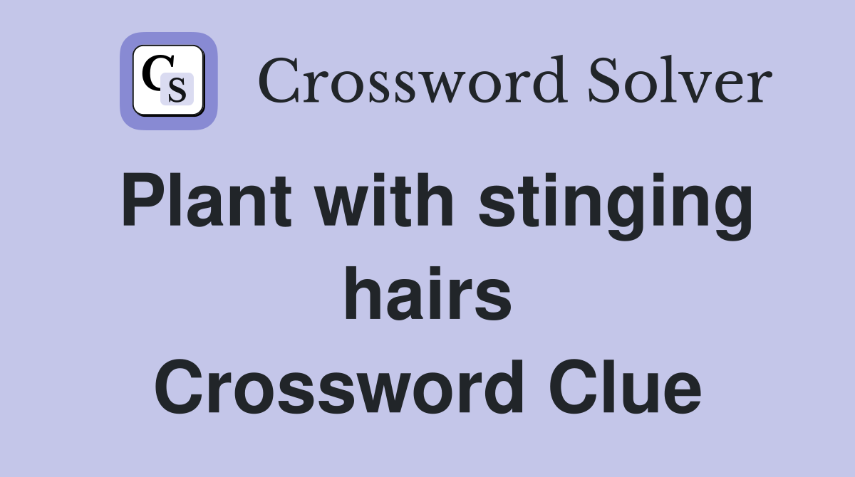 Plant with stinging hairs Crossword Clue