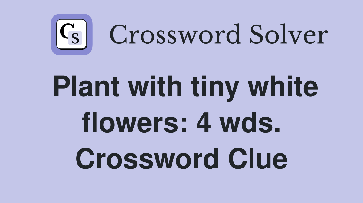 Plant with tiny white flowers: 4 wds. Crossword Clue