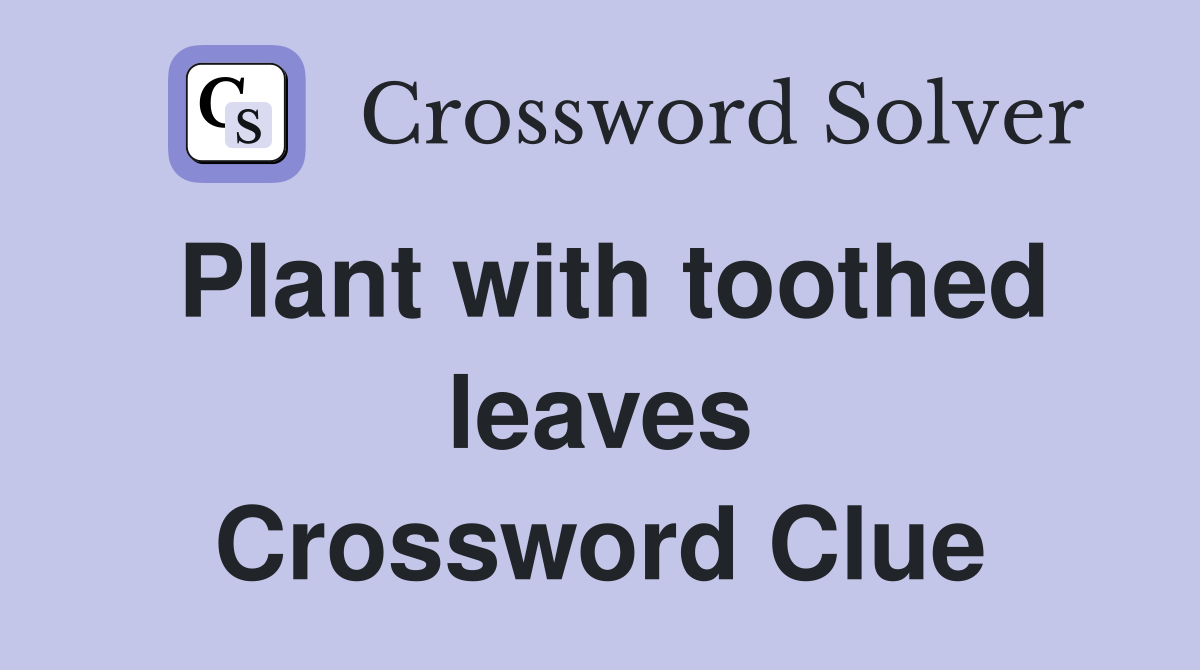 Plant with toothed leaves Crossword Clue