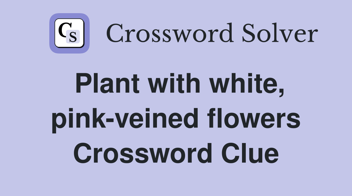 Plant with white, pink-veined flowers Crossword Clue