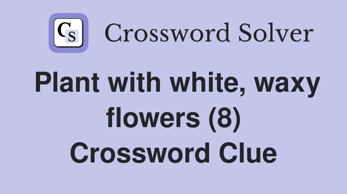 Plant with white, waxy flowers (8) Crossword Clue