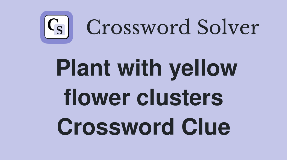 Plant with yellow flower clusters Crossword Clue