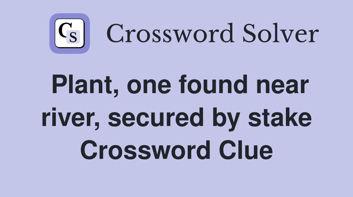 Plant, one found near river, secured by stake Crossword Clue