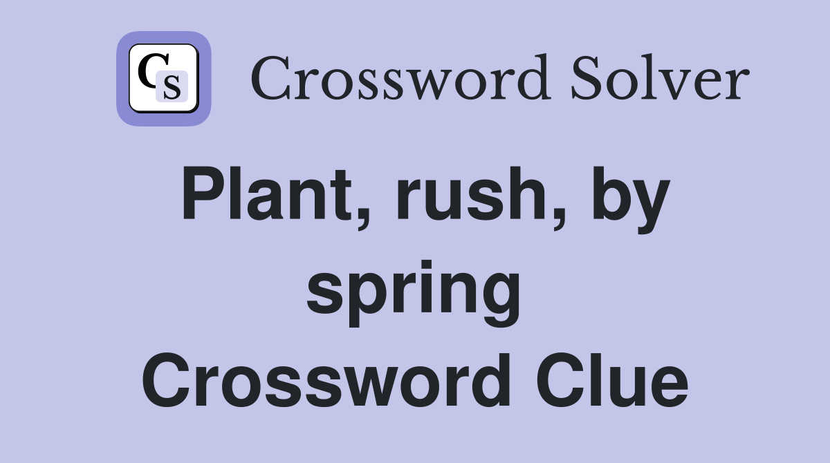 Plant, rush, by spring Crossword Clue
