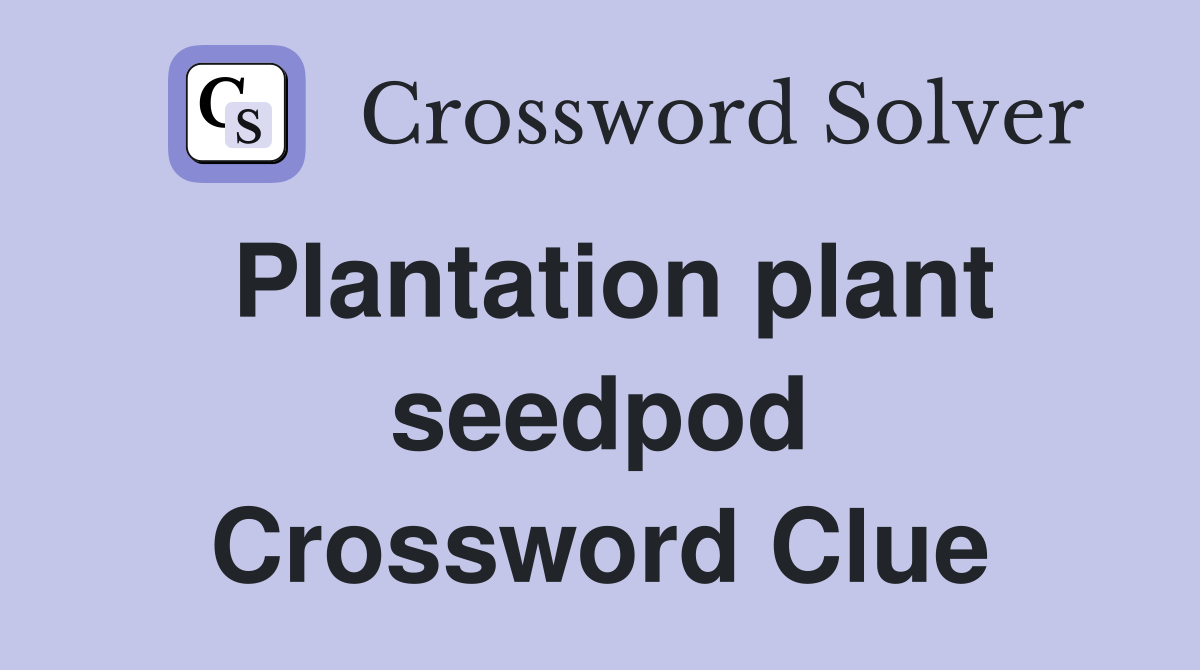 Plantation plant seedpod Crossword Clue