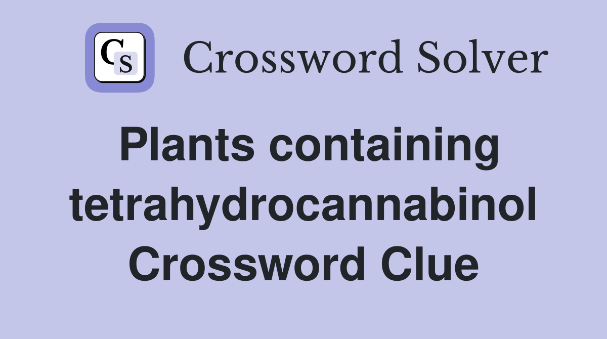 Plants containing tetrahydrocannabinol Crossword Clue
