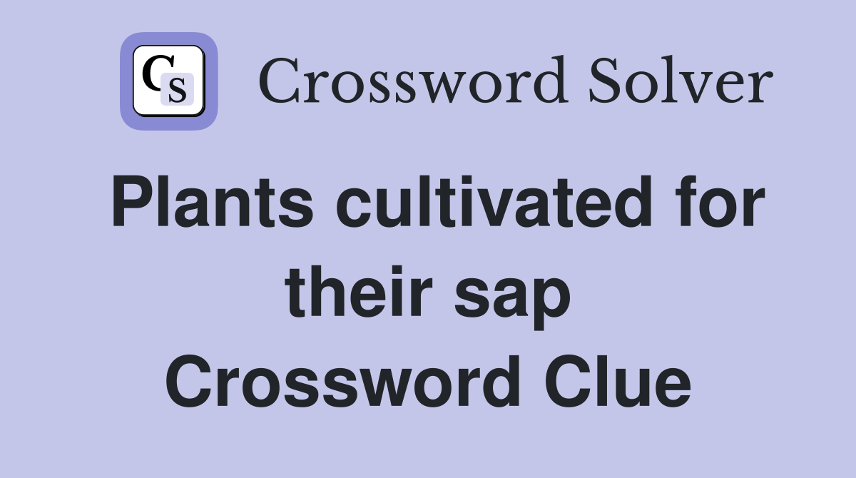 Plants cultivated for their sap Crossword Clue