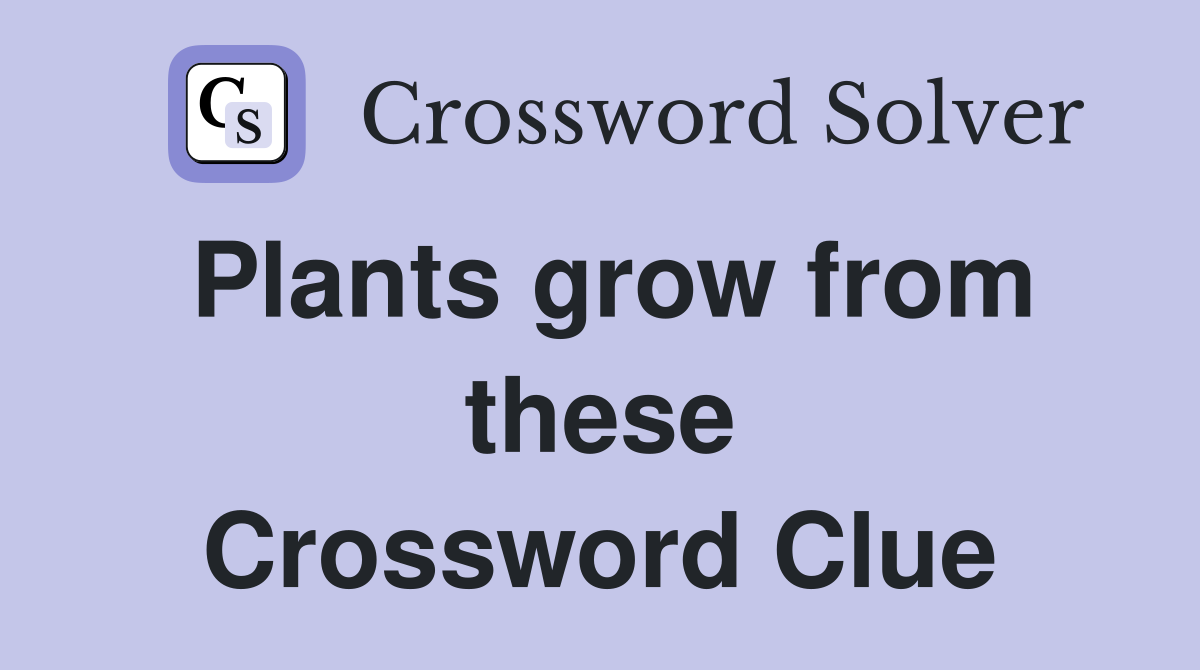 Plants grow from these Crossword Clue