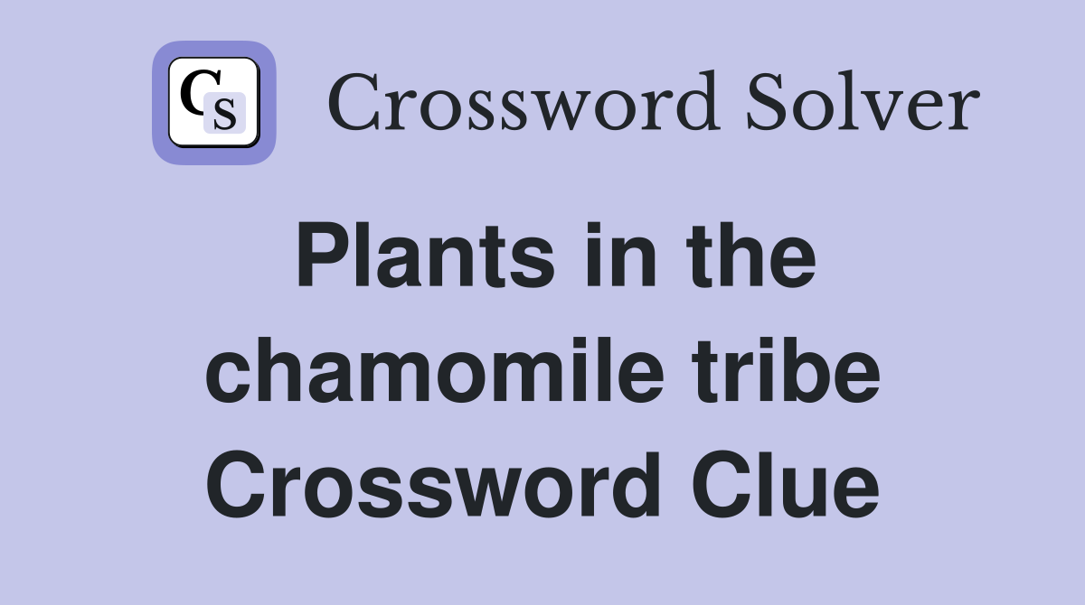 Plants in the chamomile tribe Crossword Clue