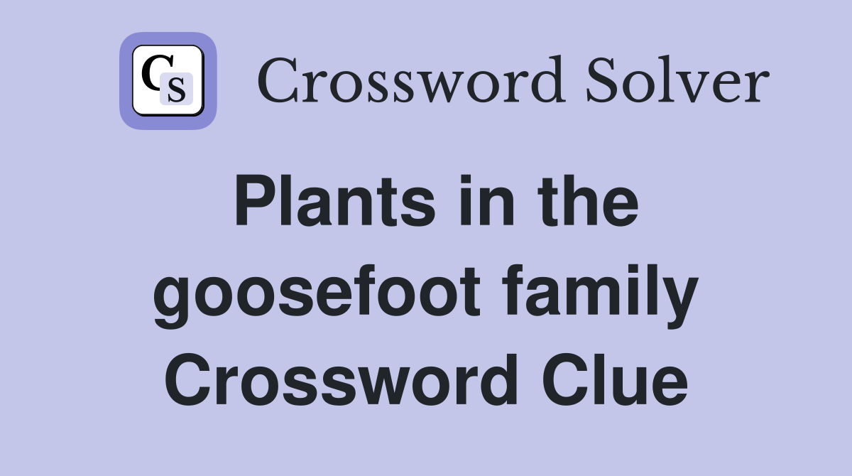 Plants in the goosefoot family Crossword Clue