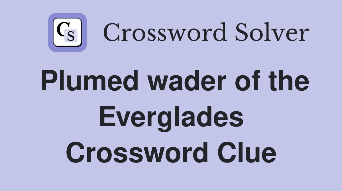 Plumed wader of the Everglades Crossword Clue