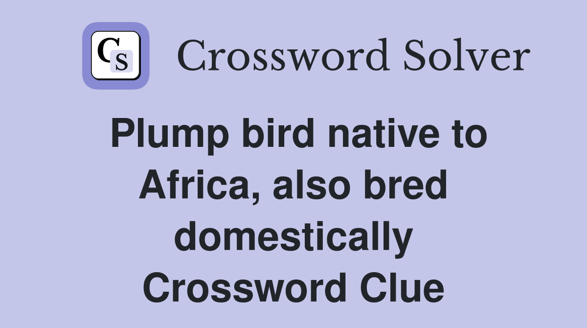 Plump bird native to Africa, also bred domestically Crossword Clue