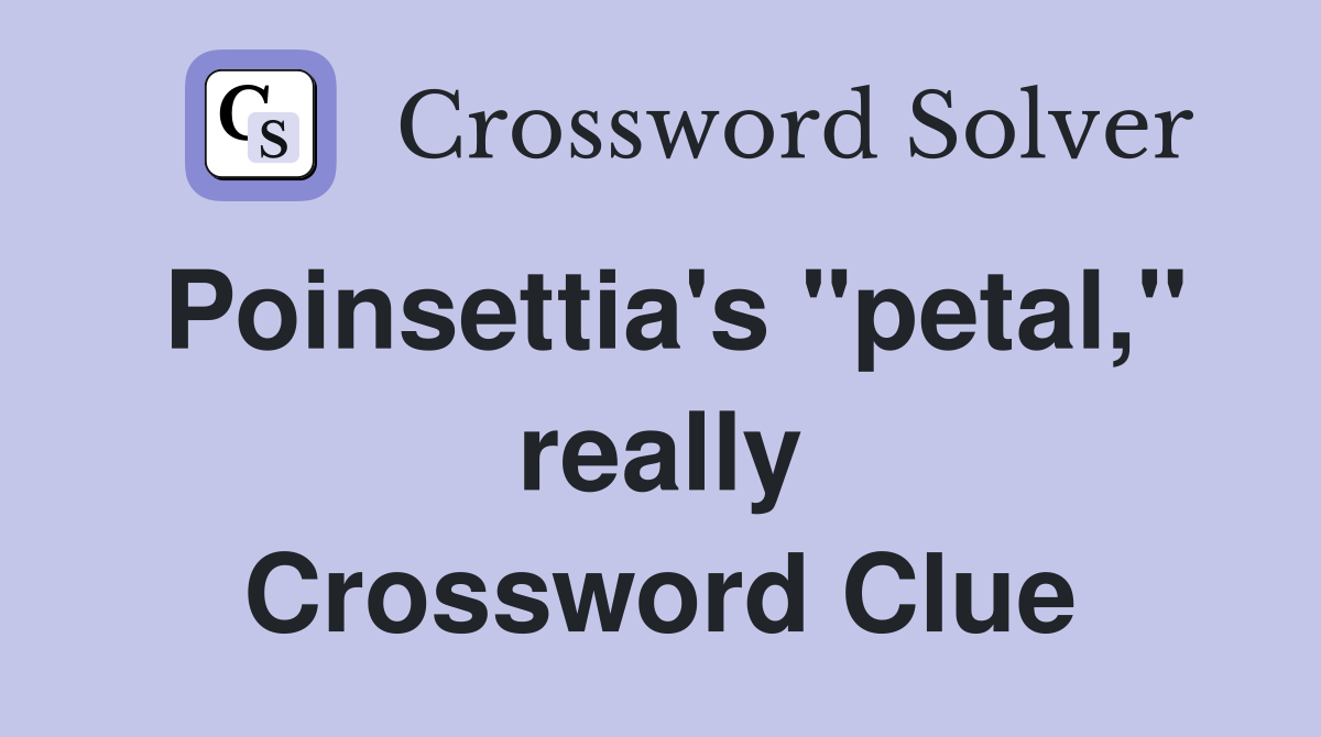 Poinsettia's "petal," really Crossword Clue