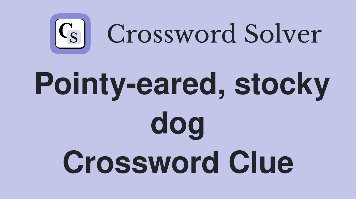 Pointy-eared, stocky dog Crossword Clue