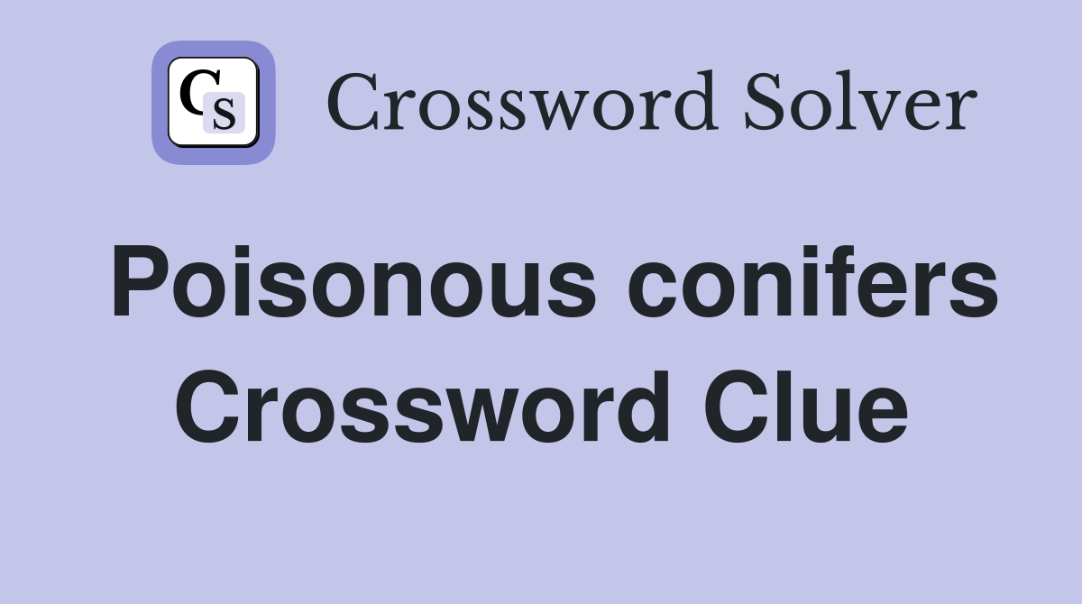 Poisonous conifers Crossword Clue