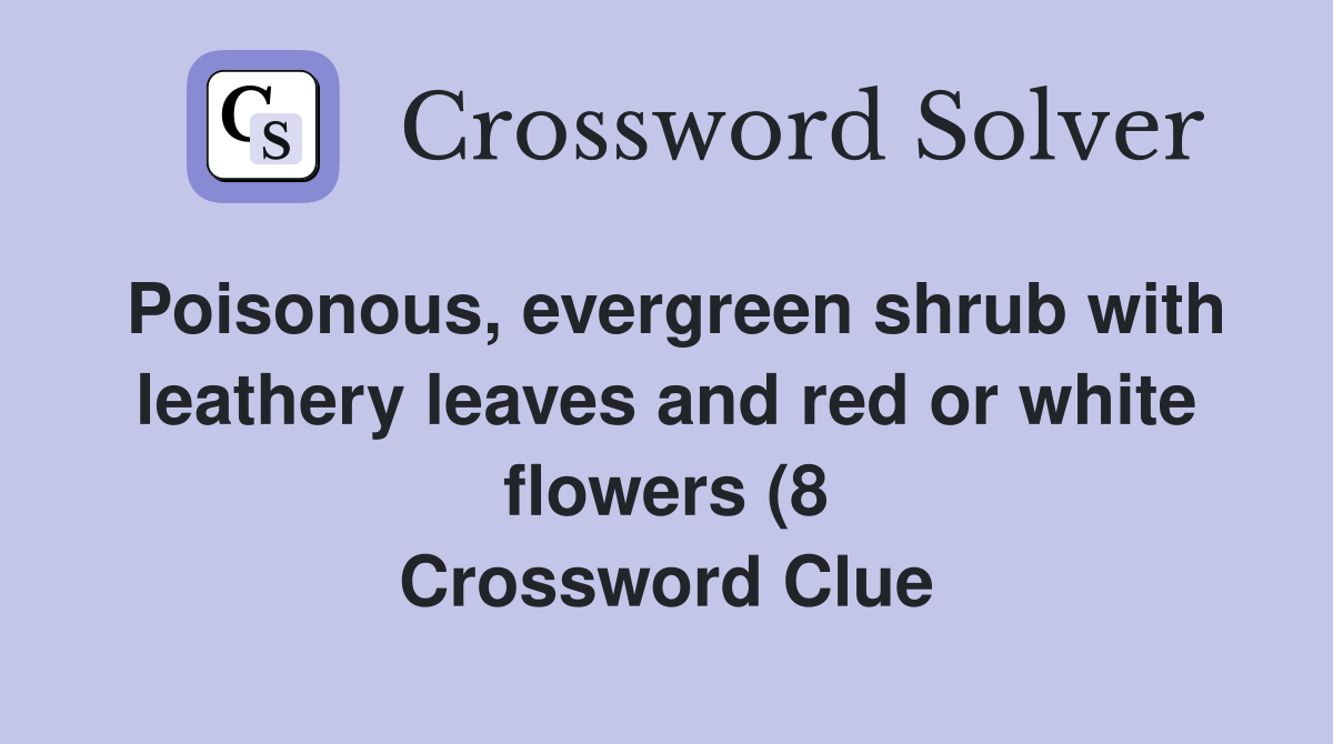 Poisonous evergreen shrub with leathery leaves and red or white Poisonous evergreen shrub with leathery leaves and red or white