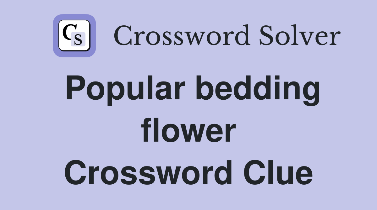 Popular bedding flower Crossword Clue