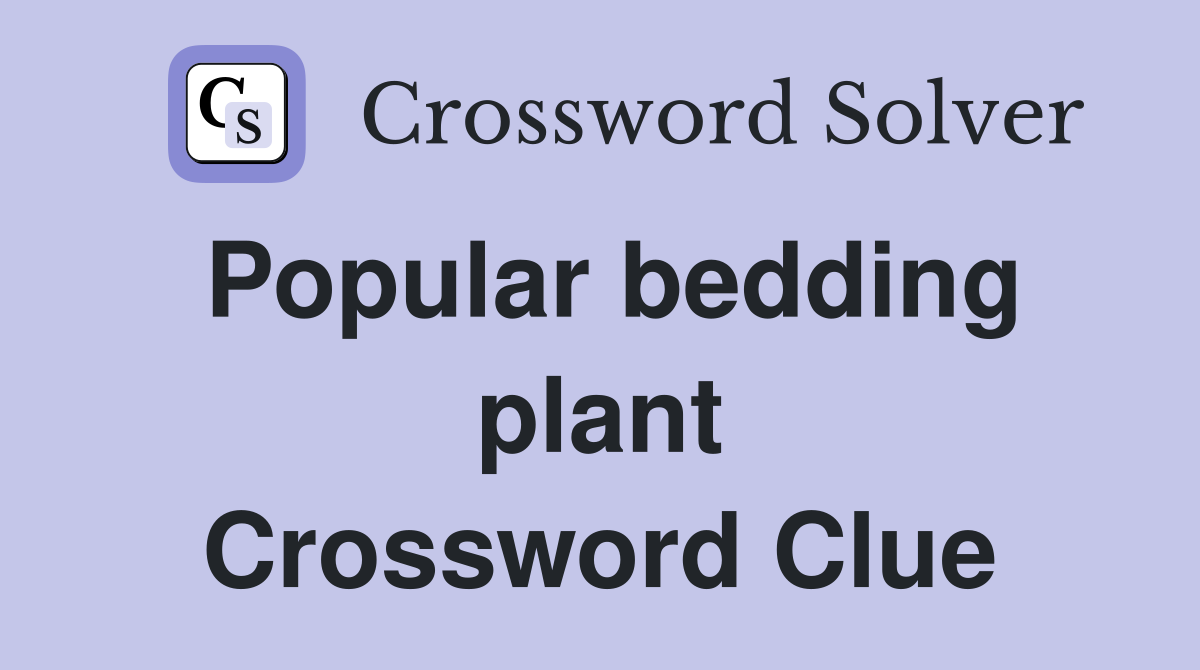 Popular bedding plant Crossword Clue