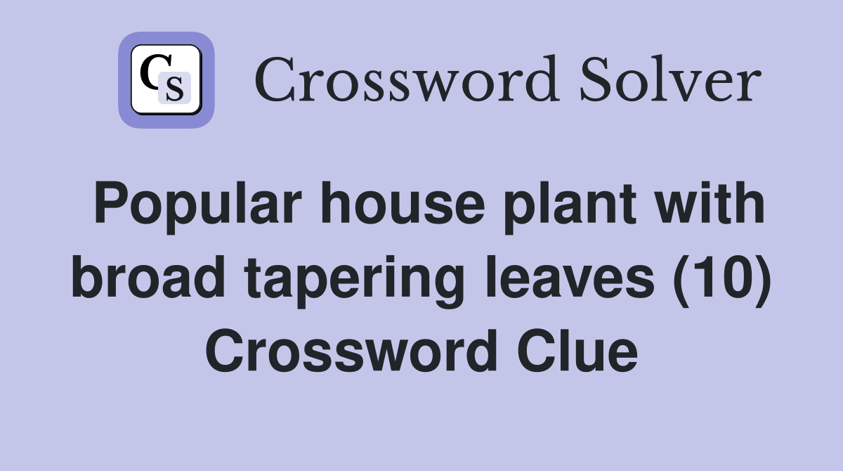 Popular house plant with broad tapering leaves (10) Crossword Clue