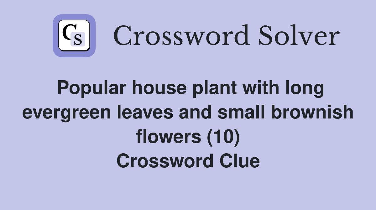 Popular house plant with long evergreen leaves and small brownish flowers (10) Crossword Clue