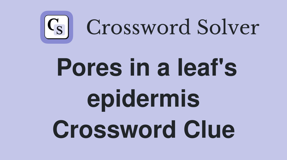 Pores in a leaf's epidermis Crossword Clue