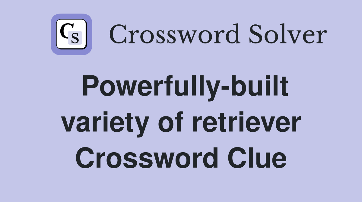 Powerfully-built variety of retriever Crossword Clue