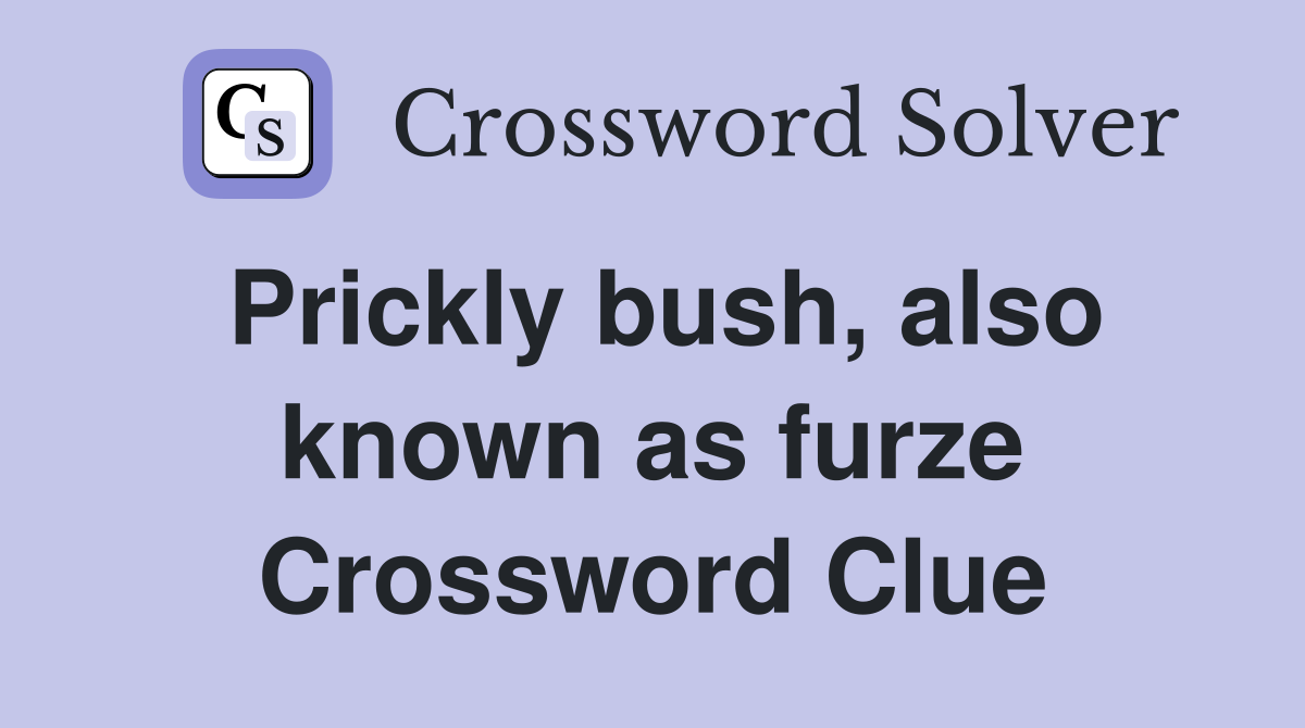 Prickly bush, also known as furze Crossword Clue