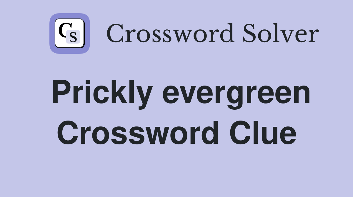 Prickly evergreen Crossword Clue