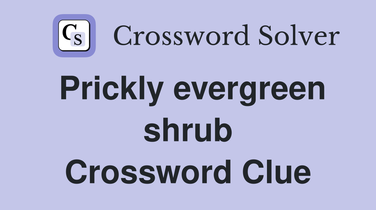 Prickly evergreen shrub Crossword Clue