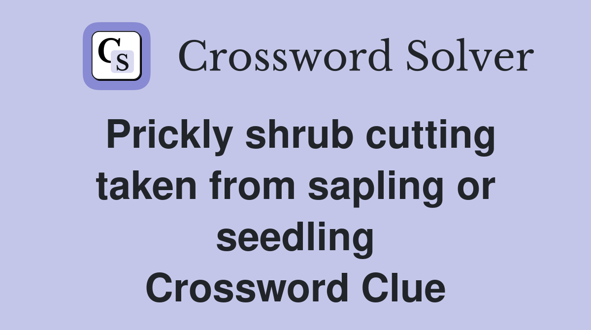 Prickly shrub cutting taken from sapling or seedling Crossword Clue