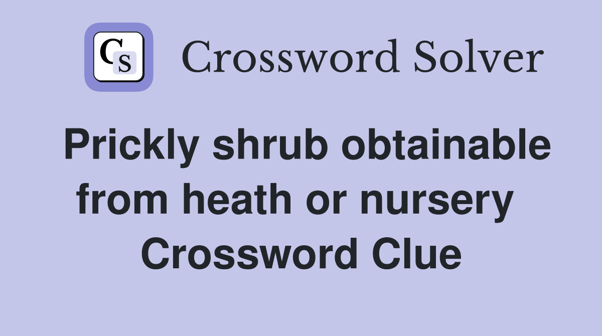 Prickly shrub obtainable from heath or nursery  Crossword Clue