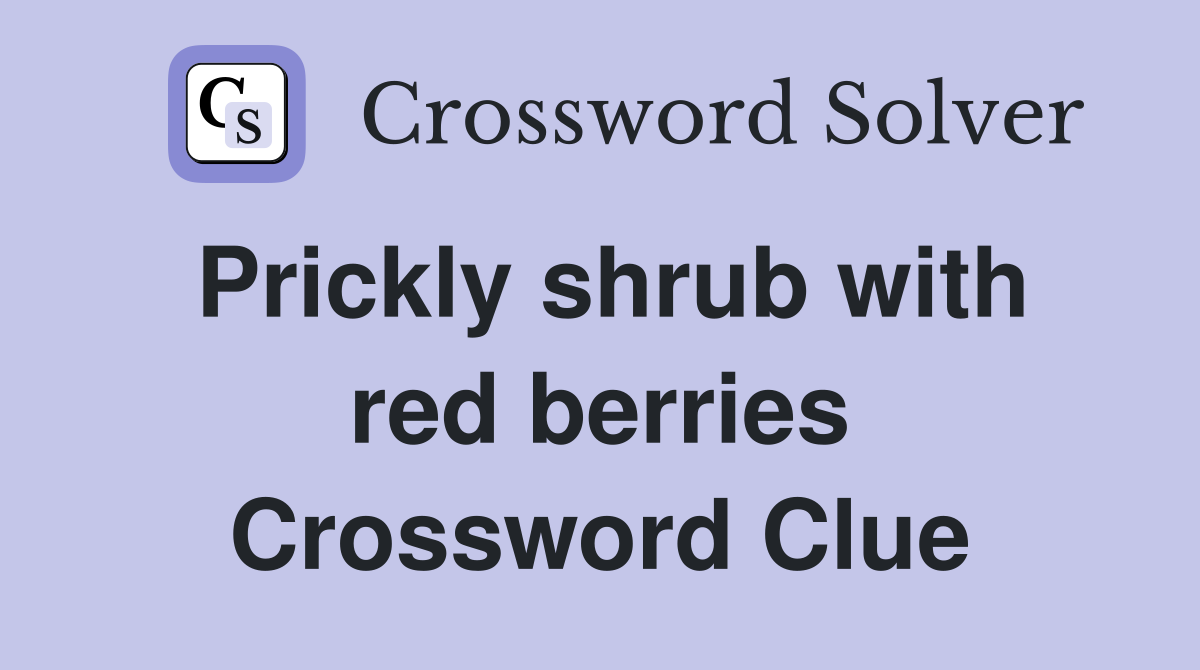 Prickly shrub with red berries Crossword Clue