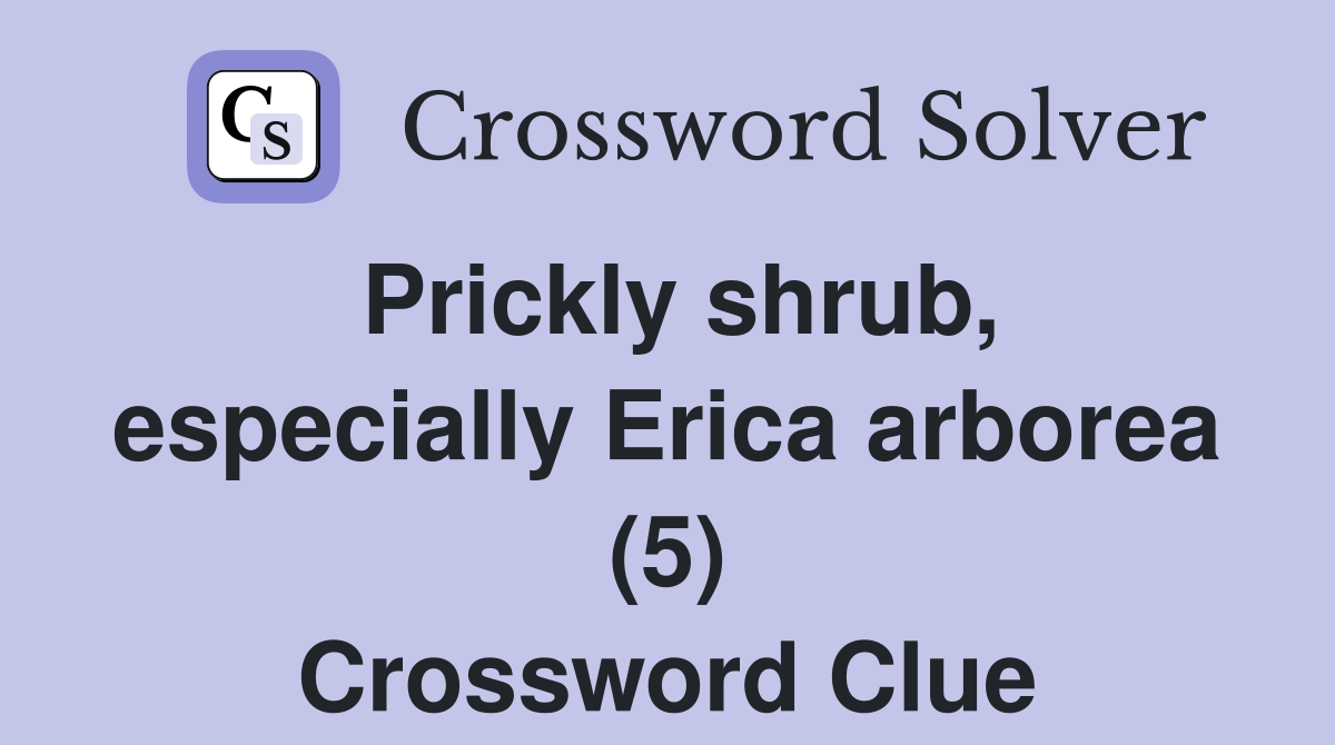 Prickly shrub, especially Erica arborea (5) Crossword Clue