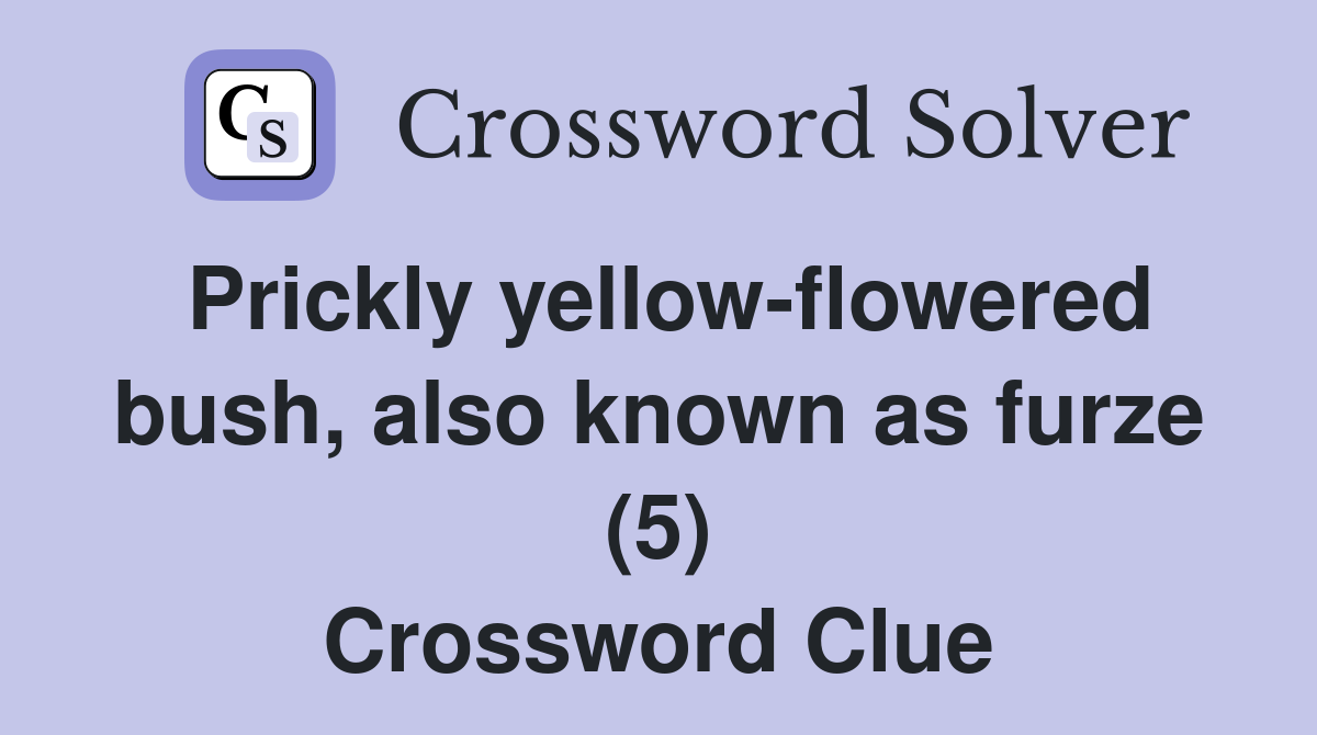 Prickly yellow-flowered bush, also known as furze (5) Crossword Clue