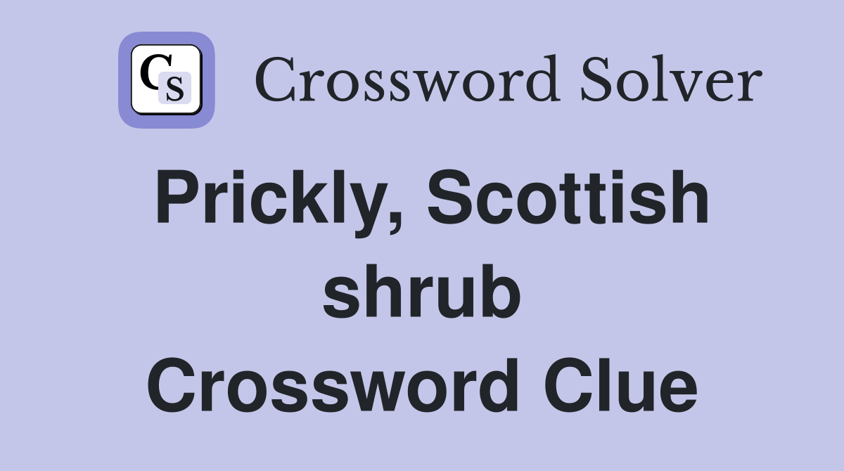 Prickly, Scottish shrub Crossword Clue