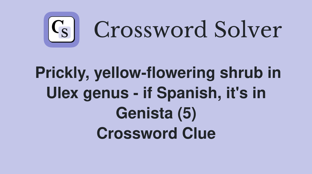 Prickly, yellow-flowering shrub in Ulex genus - if Spanish, it's in Genista (5) Crossword Clue