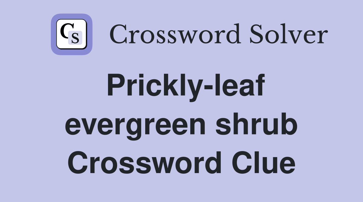Prickly-leaf evergreen shrub Crossword Clue