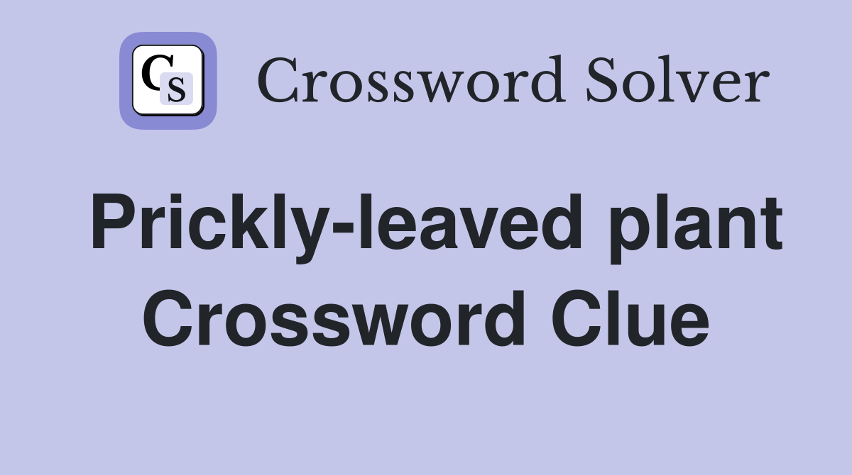 Prickly-leaved plant Crossword Clue