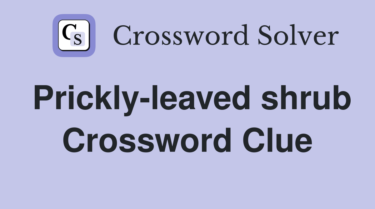 Prickly-leaved shrub Crossword Clue